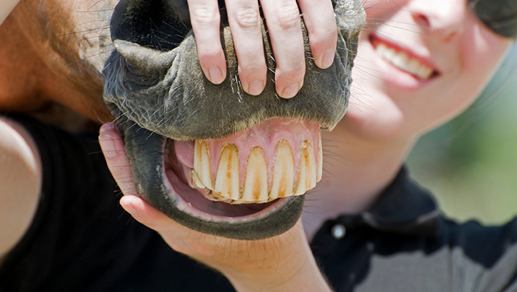 Animal teeth are usually much different from human teeth
